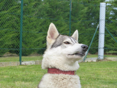 Étalon Siberian Husky - Sky to riders of free spirit