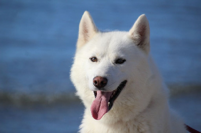 Étalon Siberian Husky - bueno pardo New york iorek