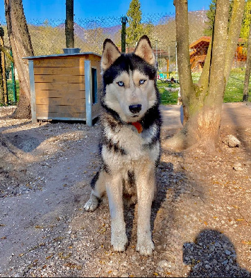 Étalon Siberian Husky - Owen des loupiots du lolazo