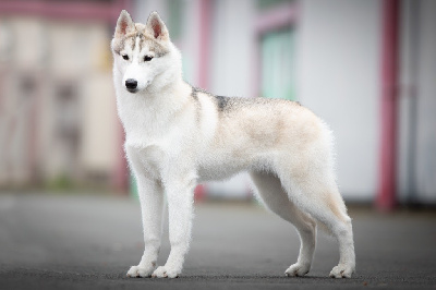 Étalon Siberian Husky - Uranie blue Des Neiges Dorées De L’Oural