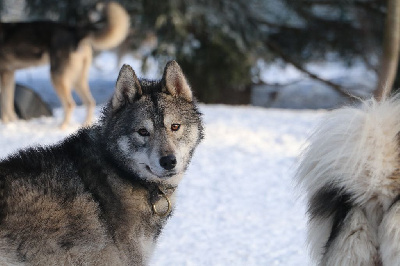 Étalon Siberian Husky - Ukon Wolf Of Sibalt