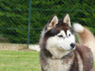 Étalon Siberian Husky - Tala Des Brumes de Brocéliande