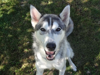 Étalon Siberian Husky - Little big man to riders of free spirit