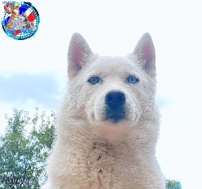 Étalon Siberian Husky - house the rainbow Jaddi