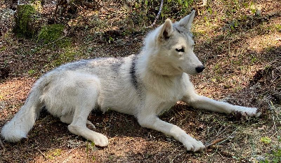 Étalon Siberian Husky - Patoune (Sans Affixe)