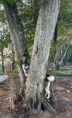 Étalon Siberian Husky - Tchuky (Sans Affixe)