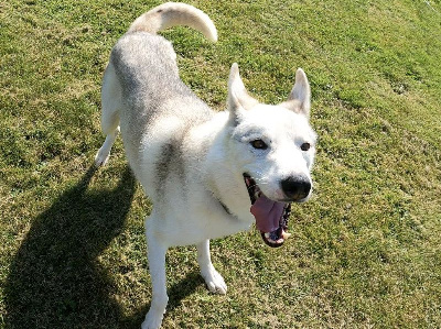 Étalon Siberian Husky - N'jirro to riders of free spirit