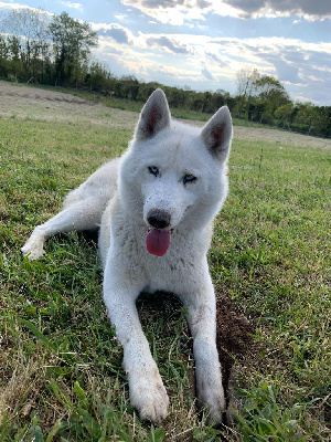 Étalon Siberian Husky - Taylor dit taïs (Sans Affixe)