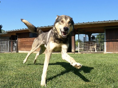 Étalon Siberian Husky - Oliver twist to riders of free spirit