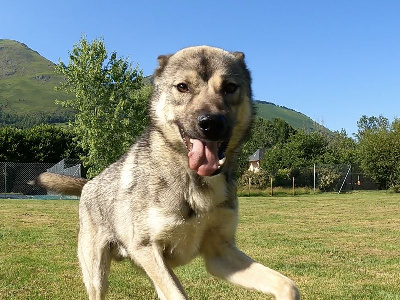 Étalon Siberian Husky - supertramp family's U'pepper