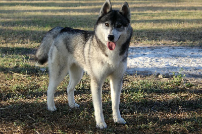 Étalon Siberian Husky - Divine miss universe bueno pardo