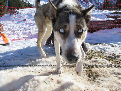 Étalon Siberian Husky - L'jack to riders of free spirit