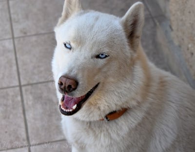 Étalon Siberian Husky - Princesse khaleesi la Tribu De Jayaka