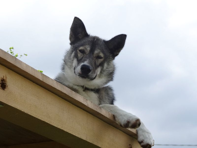 Étalon Siberian Husky - Jolene (Sans Affixe)