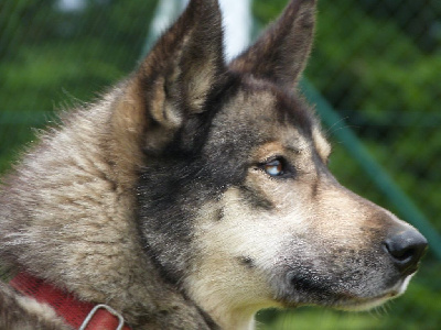 Étalon Siberian Husky - Rafale to riders of free spirit