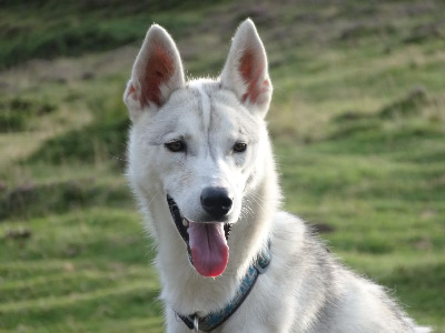 Étalon Siberian Husky - Luna to riders of free spirit