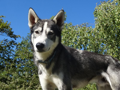 Étalon Siberian Husky - Luigi du Menez des Glaziks