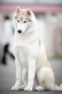 Étalon Siberian Husky - Ultime phenix Des Neiges Dorées De L’Oural