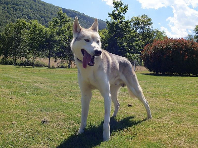 Étalon Siberian Husky - N'sally to riders of free spirit