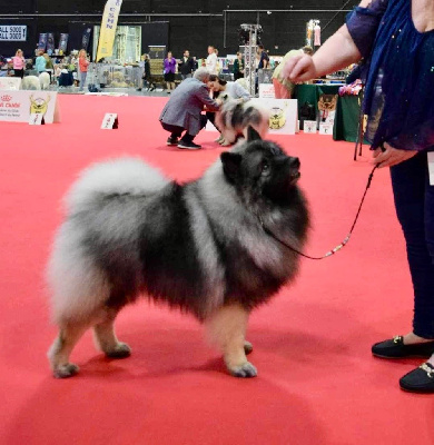 Étalon Spitz allemand - Thor Marie Dog's