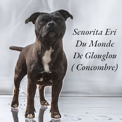 Étalon Staffordshire Bull Terrier - Senorita eri Du Monde De Glouglou