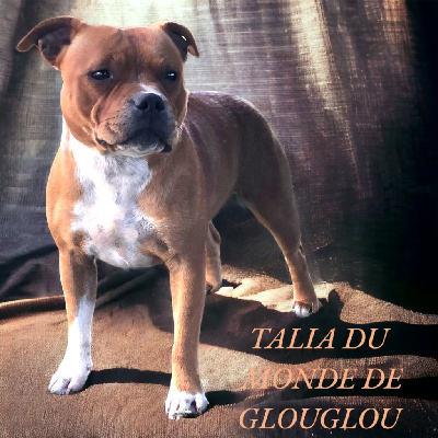 Étalon Staffordshire Bull Terrier - Talia Du Monde De Glouglou