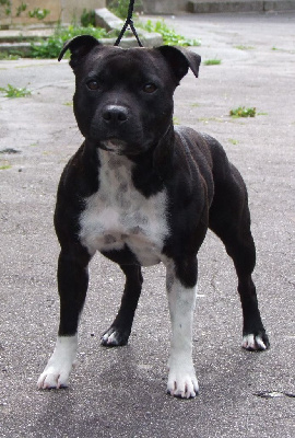 Étalon Staffordshire Bull Terrier - Tamatoa white sox Du Corsaire Des Abers