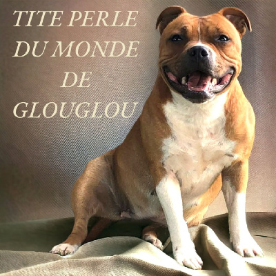 Étalon Staffordshire Bull Terrier - Tite perle Du Monde De Glouglou