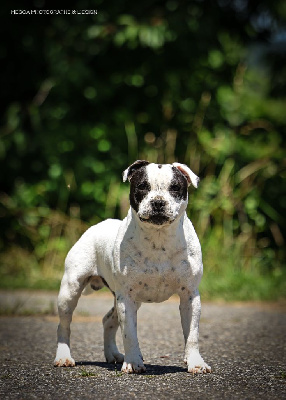 Étalon Staffordshire Bull Terrier - Ultimate sant jhon edition a Du Domaine De Babylone