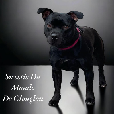 Étalon Staffordshire Bull Terrier - Sweetie Du Monde De Glouglou