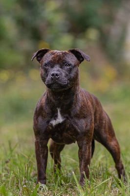 Étalon Staffordshire Bull Terrier - Pome's World Unusual sweet dolores