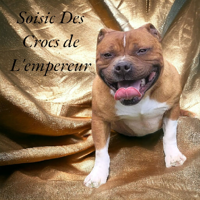 Étalon Staffordshire Bull Terrier - Soisic Des Crocs De L'empereur