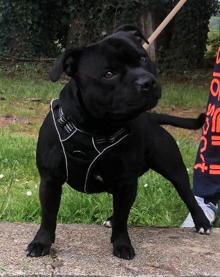 Étalon Staffordshire Bull Terrier - Spartacus Du Monde De Glouglou