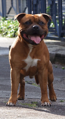 Étalon Staffordshire Bull Terrier - Uthred the bold Du Corsaire Des Abers