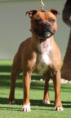 Étalon Staffordshire Bull Terrier - CH. The enforca Soan Of Fire