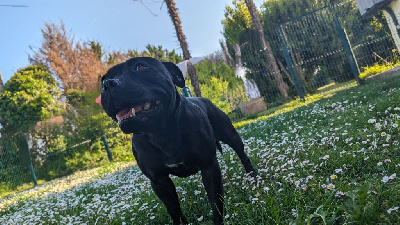 Étalon Staffordshire Bull Terrier - Toscane de la Terre d'Ovalie