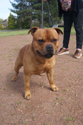 Étalon Staffordshire Bull Terrier - Slash de La Pyramide Aux Joyaux