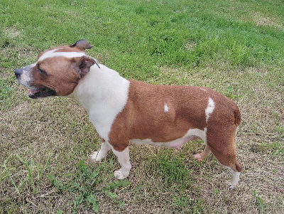 Étalon Staffordshire Bull Terrier - Texy phare ouest