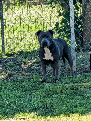 Étalon Staffordshire Bull Terrier - Shana (Sans Affixe)