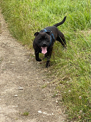 Étalon Staffordshire Bull Terrier - U are the best The Black Night Fury