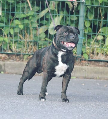 Étalon Staffordshire Bull Terrier - Teheiura koh lanta aka guns Of English Stafford