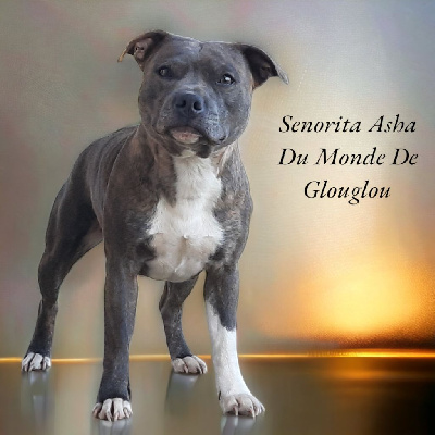 Étalon Staffordshire Bull Terrier - Senorita asha Du Monde De Glouglou