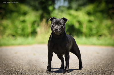 Étalon Staffordshire Bull Terrier - Ultra chic black pearl sakura Of Staffie Of Your Dreams