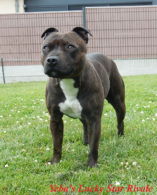 Étalon Staffordshire Bull Terrier - Yeba's Lucky Star Rivale