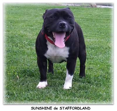 Étalon Staffordshire Bull Terrier - Staffordland Sunshine