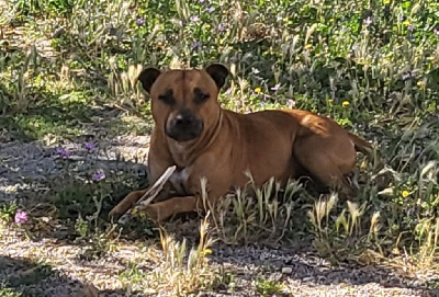 Étalon Staffordshire Bull Terrier - Sam d'Berceau Magique Du Pelican