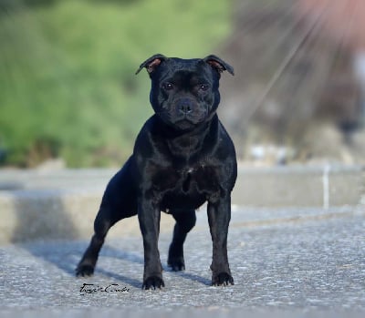 Tessa aka bulma of poudlard Du Domaine De Sabinus