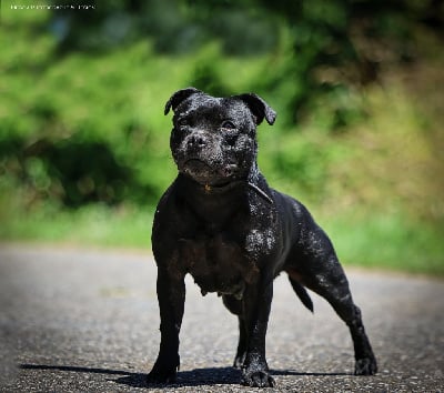 Étalon Staffordshire Bull Terrier - Raja Des Guerriers Pacifiques