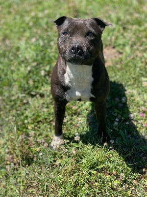 Étalon Staffordshire Bull Terrier - Small Wild One Perle