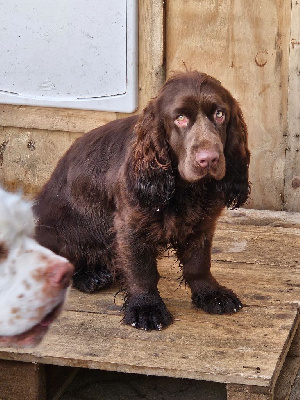 Étalon Sussex Spaniel - Unforgettable lady Des Terres De Beaulieu